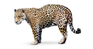 Tropical rainforests have more rain than other areas. Jaguar Facts Rainforest Jaguar Facts Dk Find Out