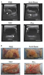 Preconditioning Methods Influence Tumor Property In An Orthotopic Bladder Urothelial Carcinoma Rat Model