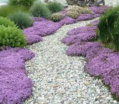 Creeping Thyme Thymus Serpyllum 100 Seeds Creeping Thyme Thymus Serpyllum Thyme Plant