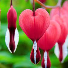 Unusual flowers all flowers beautiful flowers flower images flower pictures dutchman's pipe evergreen vines rare plants seed pods. 12 Very Unusual But Beautiful Flowers That Can Leave You Awestruck