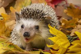 Thinking About Getting A Pet Hedgehog Mooresville Vet Lake Norman Animal Hospital