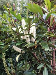 Image result for Cunonia capensis