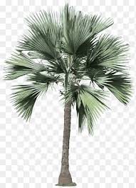 Image result for Latania loddigesii