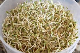These take longer than the other sprouts to grow as they need close to two weeks. How To Grow Fenugreek Sprouts Start To Finish One Hundred Dollars A Month