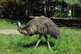It is endemic to australia where it is the largest native bird and the only extant member of the genus dromaius. Emus Wikipedia