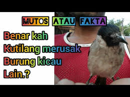 Demikianlah ulasan mengenai beberapa tips dan cara merawat burung kutilang agar. Mitos Atau Fakta Kutilang Merusak Kicau Burung Lain Youtube