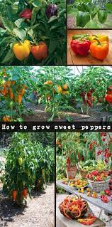 How To Grow Sweet Peppers Useful Tips Naturalgardenideas Com Growing Vegetables Stuffed Sweet Peppers Veggie Garden