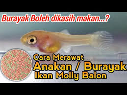 Pasalnya, cara atau resep membuat kue kacang tergolong mudah, sehingga kue ini ada. Cara Merawat Anakan Burayak Ikan Molly Balon Yang Baru Lahir Molly Fish Youtube