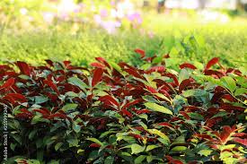 Image result for Excoecaria