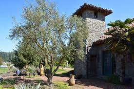 Arbequina is a tiny spanish olive with intense flavor. Yes You Can Grow Olive Trees In Oregon Here S How The Pecks Oregonlive Com