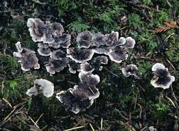 Image result for Phellodon niger