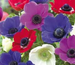 Anemonen im Garten pflanzen – so geht`s - Lemo Gartendesign