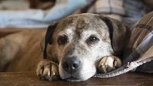 Here at crossroads campus, we pull dogs and cats of all breeds, sizes, and ages from metro animal control's death row that are available to adopt. Hotels Help Shelter Pets Find Homes As Lobby Dogs