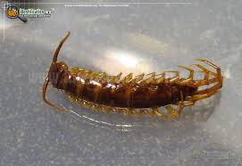 Basement bugs use nearby brush and debris as bridges from their natural outdoor environment into your home. Bark Centidpede Scolopocryptops Sexspinosus