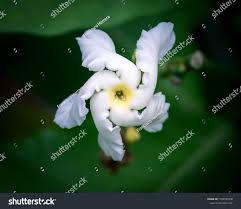 Image result for Tabernaemontana pachysiphon