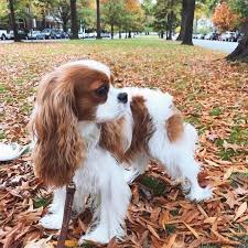 Cavalier King Charles Spaniel Small Dogs Dogs Cavalier Dogs Dogs Cavalier Charles King Sp 2020 Cavalier King Charles Kopek Turleri Sevimli Kopek Yavrulari