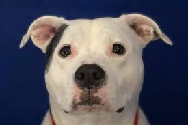 Maybe you would like to learn more about one of these? Adoption Offers Pour In For Dog Who S Been Stuck At Maine Shelter For 4 Years