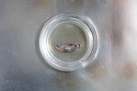 Image result for Dissotis falcipila