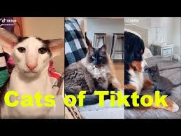 Dank Cat Memes I Watch While Working From Home Tiktok Compilation Part 2 Youtube In 2020 Funny Cat Memes Cat Memes Cute Baby Cats