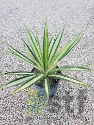 Image result for Agave sisalana