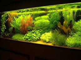 The aquasprouts aquarium garden kit is a sleek, modern design to complement your home décor. 56 Aquarium Gardens Ideas Aquarium Garden Aquarium Planted Aquarium