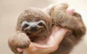 25 Perfectly Hand Sized Baby Animals Baby Animals Pictures Baby Animals Cute Baby Animals
