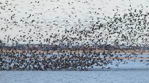 Because of its easy application, it won't make for much of a hassle and can create a permanent solution for getting rid of those pesky geese. Goosebuster To The Rescue How To Get Rid Of Canada Geese Audubon