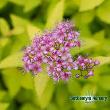 Image result for spirea japonica gold princess