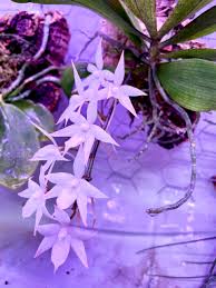 Image result for Aerangis