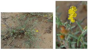 Image result for Argyrolobium rupestre