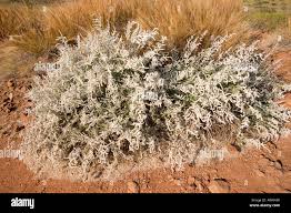 Image result for Aerva leucura