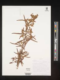 Image result for Kotschya