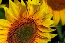 Wonderful animated screensaver, fed up with great variety of flying butterflies and colorful flowers. Flowers Sunflower Desktop Wallpaper Image Flower Screensavers Images Sunflower 32818 Torange Biz Free Pics On Cc By License
