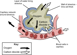 Carbon Dioxide Pmg Biology