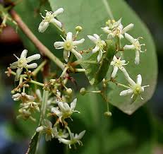 Image result for Gymnosporia tenuispina