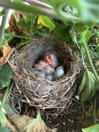 Baby Birds Hatched Chicks Young Hatching Spring Nest Babies Birds Pikist