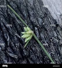 Image result for Isolepis costata