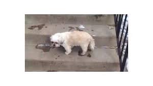 On the street of sorrento valley road and street number is 11211. Animal Cell Therapies Inc Youtube