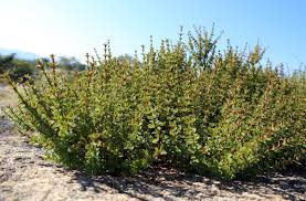 Image result for Fadogia ancylantha