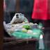 Pennsylvania's Punxsutawney Phil 'predicts' early spring