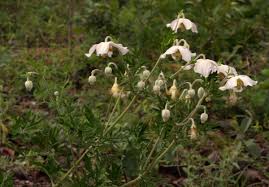 Image result for Clematis villosa