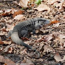 Black And White Tegu Lizard Florida Argentine Black And White Tegu Salvator Merianae