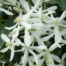 This is a fabulous video to view if you are thinking of planting clematis vines in containers! Buy Clematis Armandi Plants J Parker Dutch Bulbs