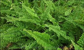 Image result for ledviník