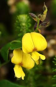 Image result for Rhynchosia holstii