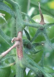 Image result for tomato seedling botrytis