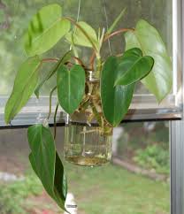 The shiny dark green leaves are up to 10 inches (15 cm) long by 7 inches (17.5 cm) wide. Photo Of The Roots Of Blushing Philodendron Philodendron Erubescens Posted By Purpleinopp Garden Org