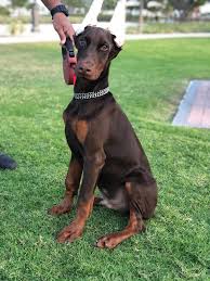 European doberman puppies for sale in california. Dobermann Ultimatus We Breed Excellence