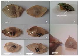 Image result for Terminalia sericea