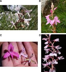 Image result for Disa robusta